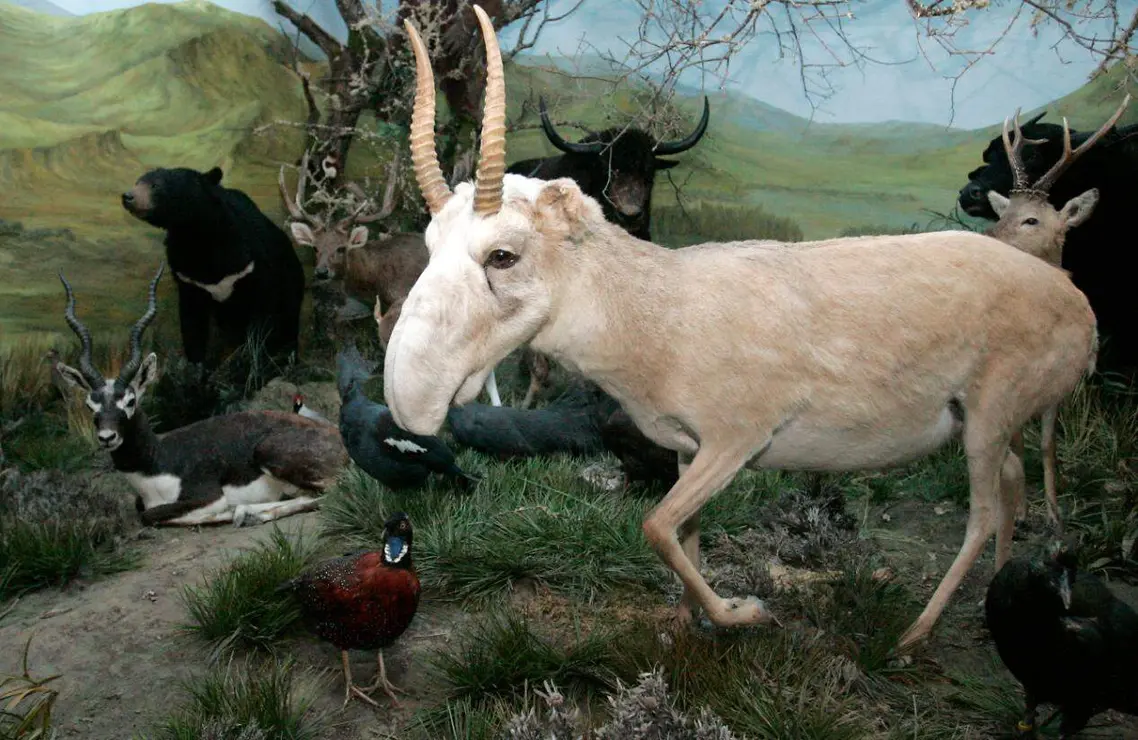 Fauna salvaje (3)