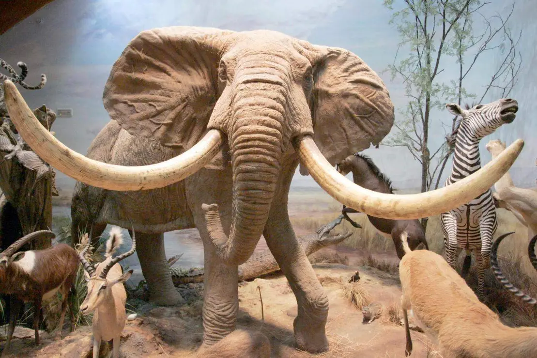 El Museo de la Fauna Salvaje de Valdehuesa celebra dos décadas como referente mundial. Más de 600.000 visitantes y 8.000 especies naturalizadas avalan los veinte años de vida de un espacio único en plena montaña leonesa. Fotos: Campillo y Peio García