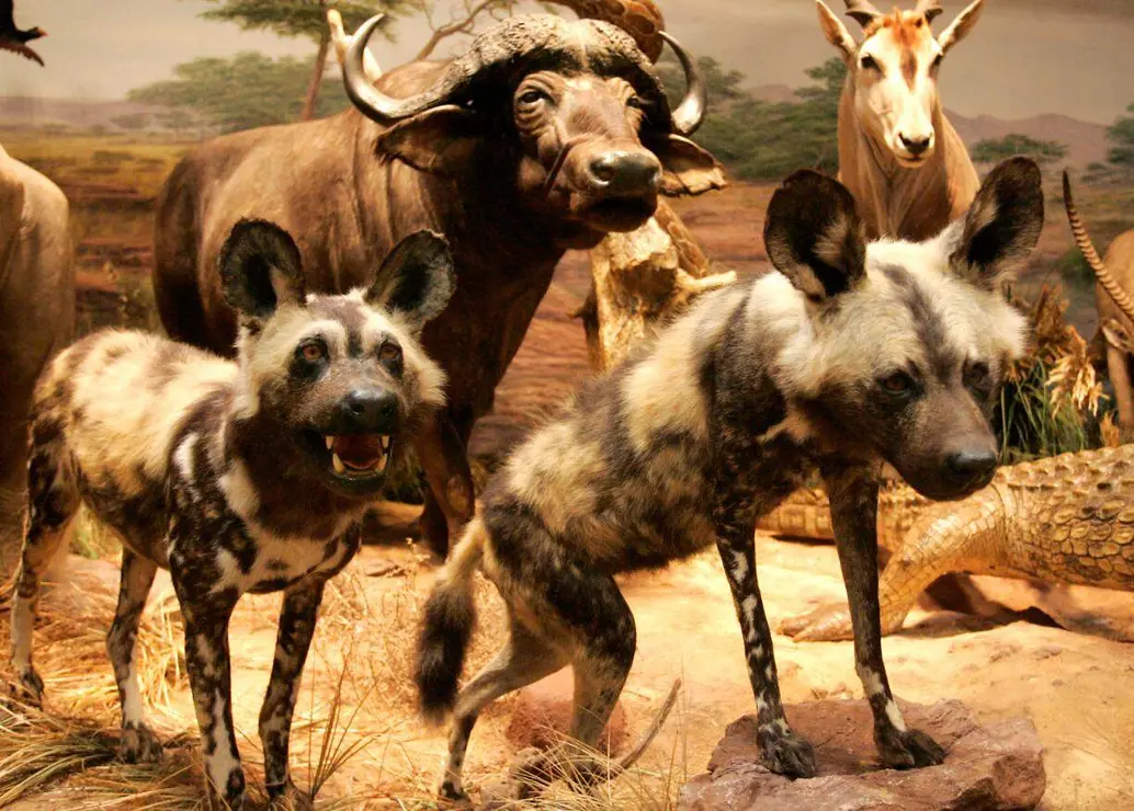 Fauna salvaje (5)