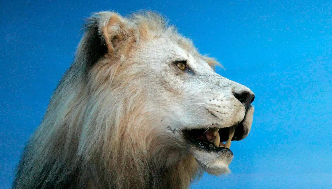 Fauna salvaje (6)