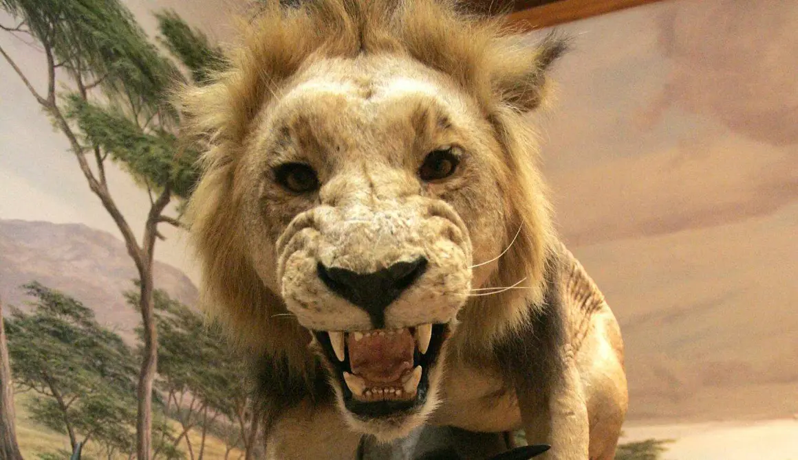 Fauna salvaje (10)