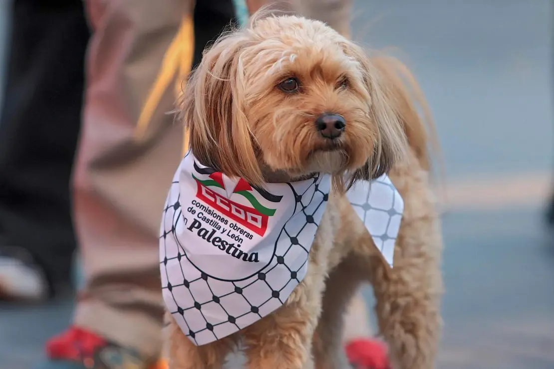 gaza tarde peio (1)