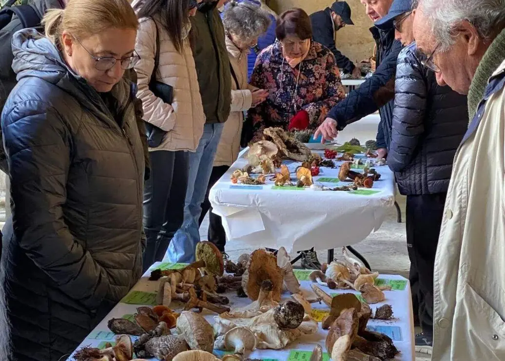 El Palacio de los Guzmanes acoge el cierre de la 51 Semana Micológica de la Asociación Micológica Leonesa San Jorge con una exposición de las setas que miembros de este colectivo han recolectado este sábado. Foto: Dipu León