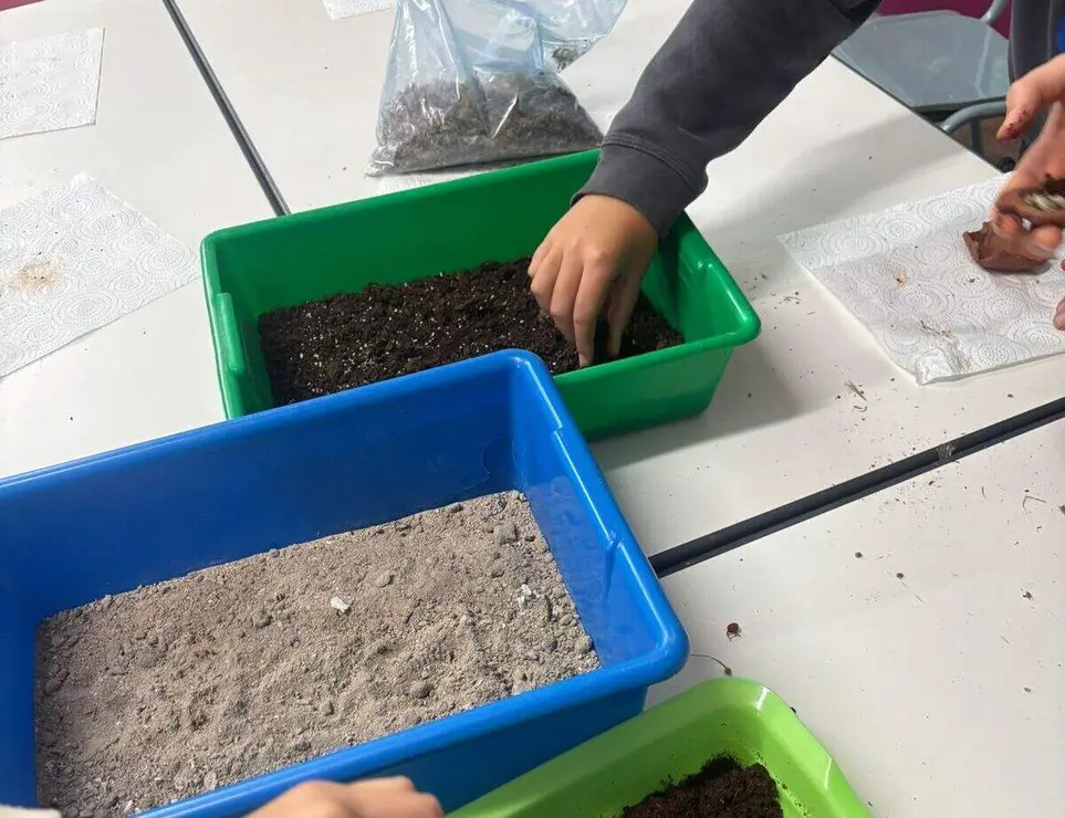 Bombas de semillas 4