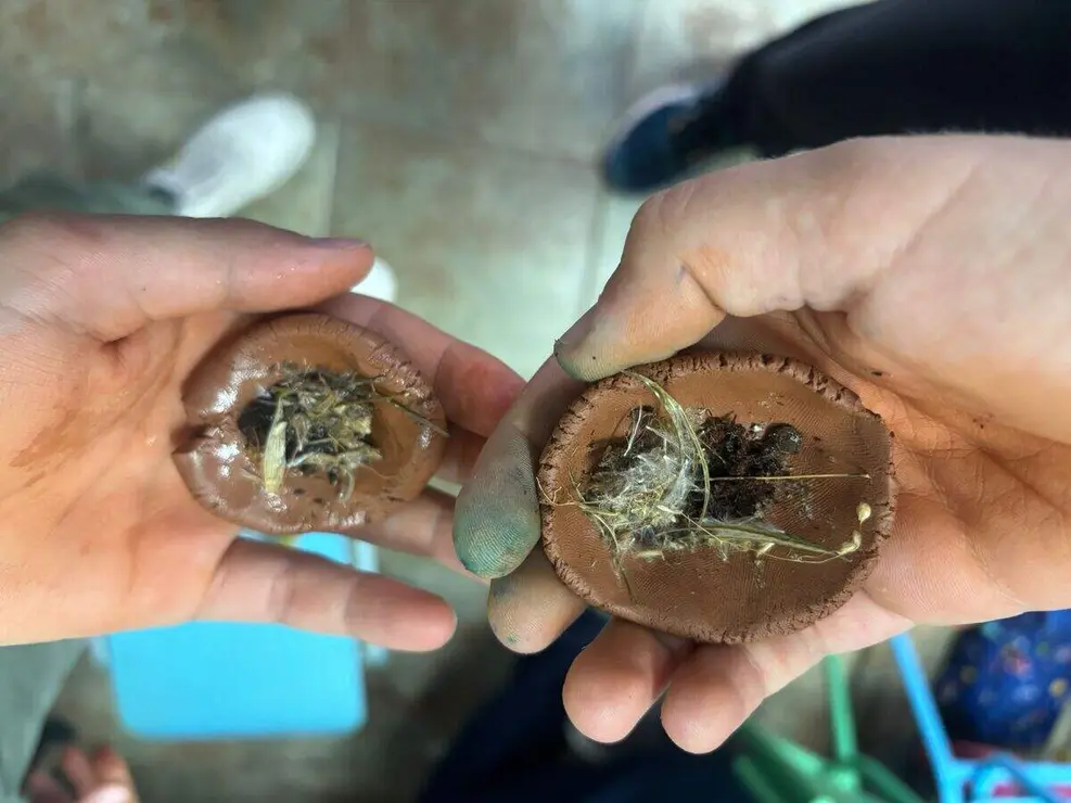 Bombas de semillas III