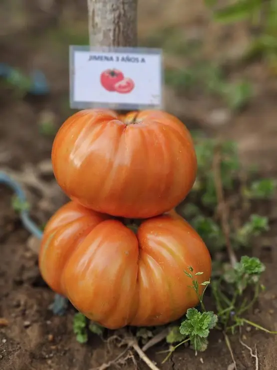 WhatsApp Image 2025-11-19 at 12.52.31 (1)