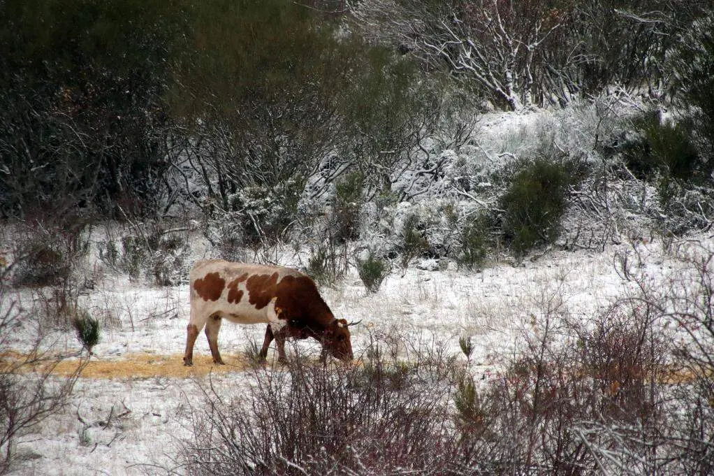 Nieve en León (7)