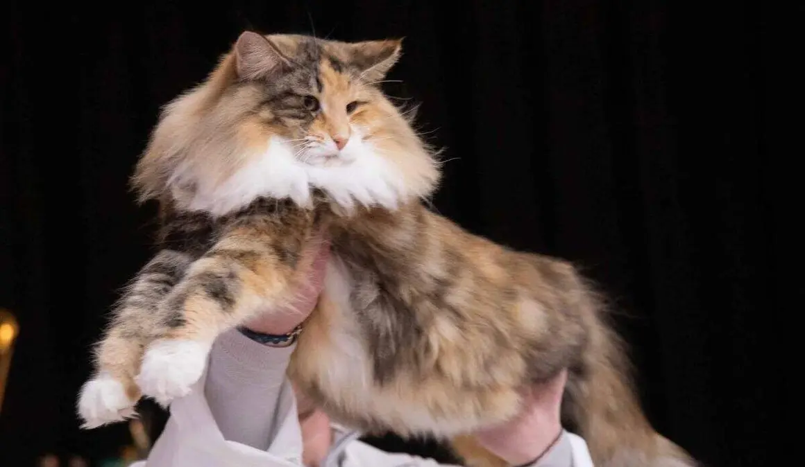 Exposición felina internacional (22