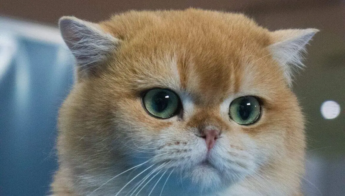 Exposición felina internacional (44