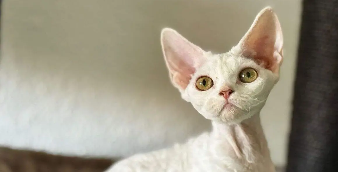 Exposición felina internacional (55