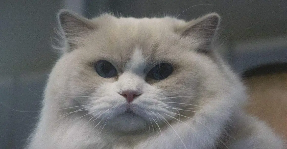 Exposición felina internacional (62