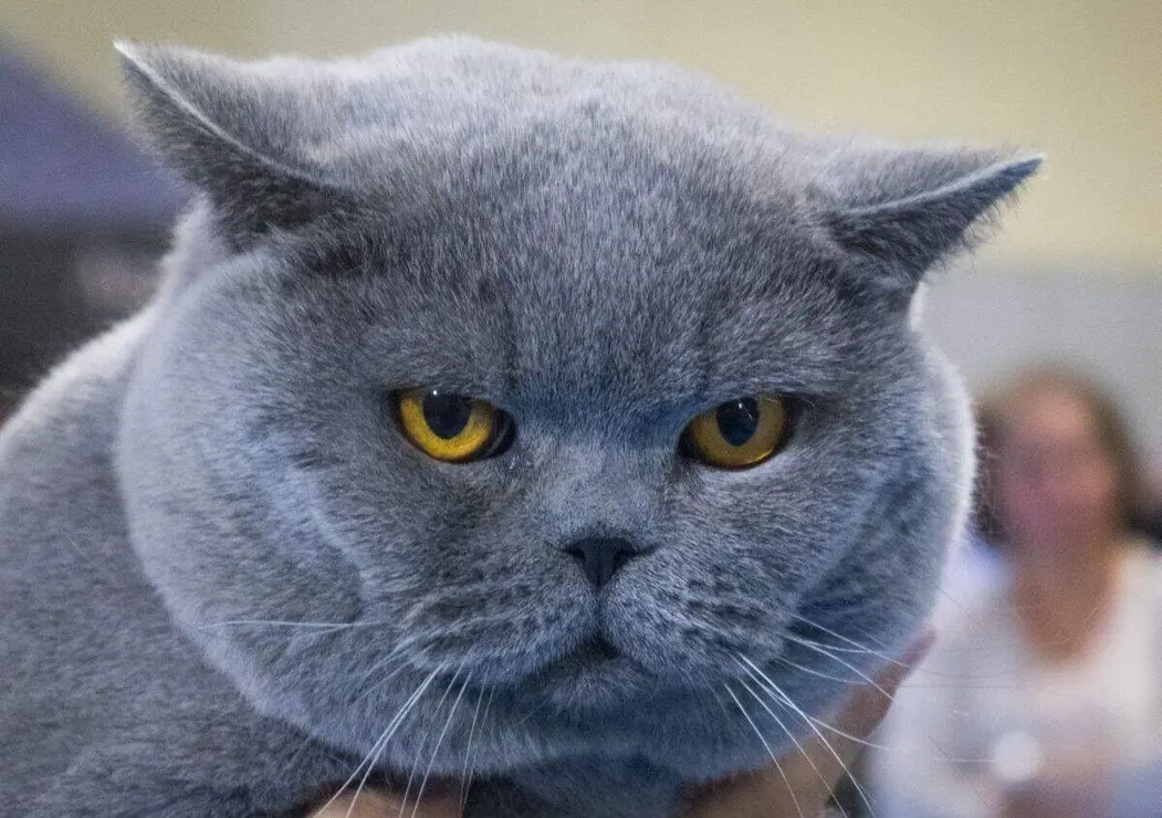 Exposición felina internacional 11