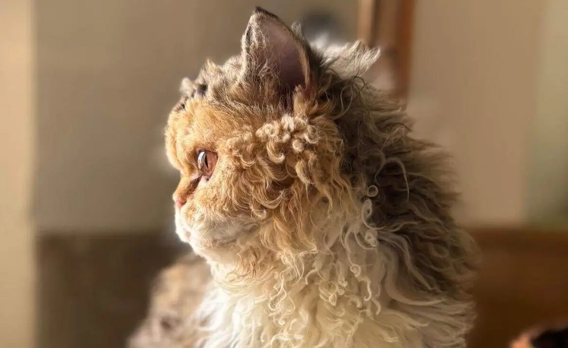 Exposición felina internacional 33