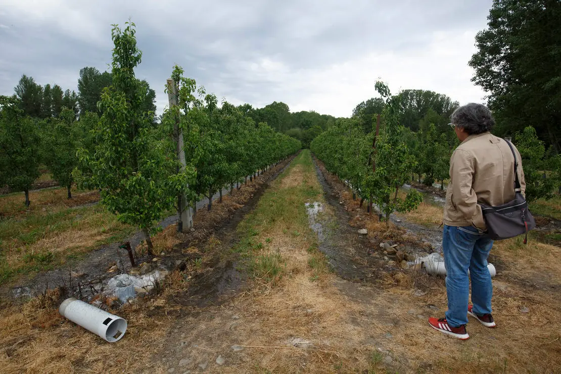 Frutales en El Bierzo