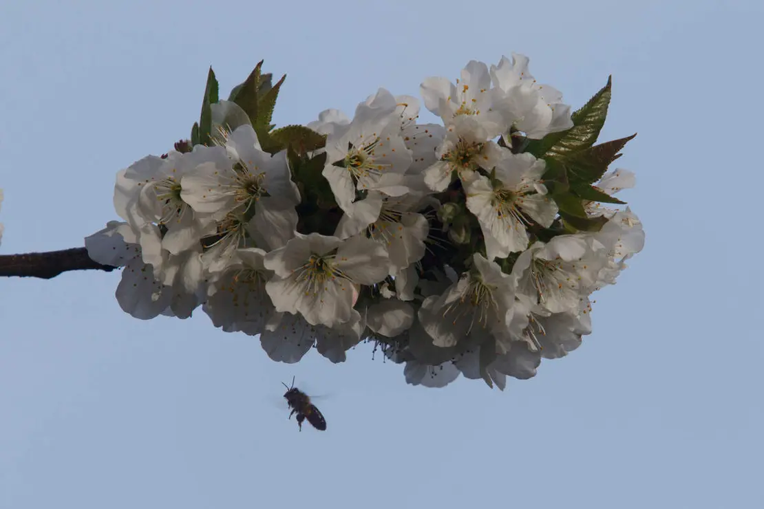 Frutales en El Bierzo