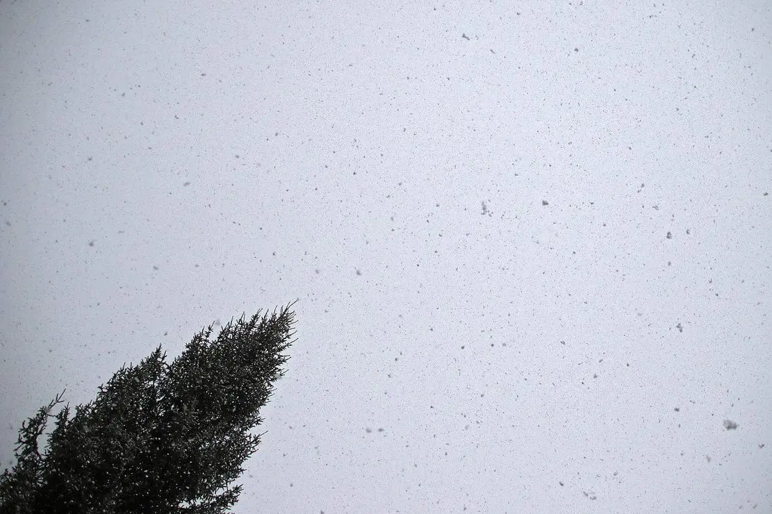 nieve le&oacute;n (2)