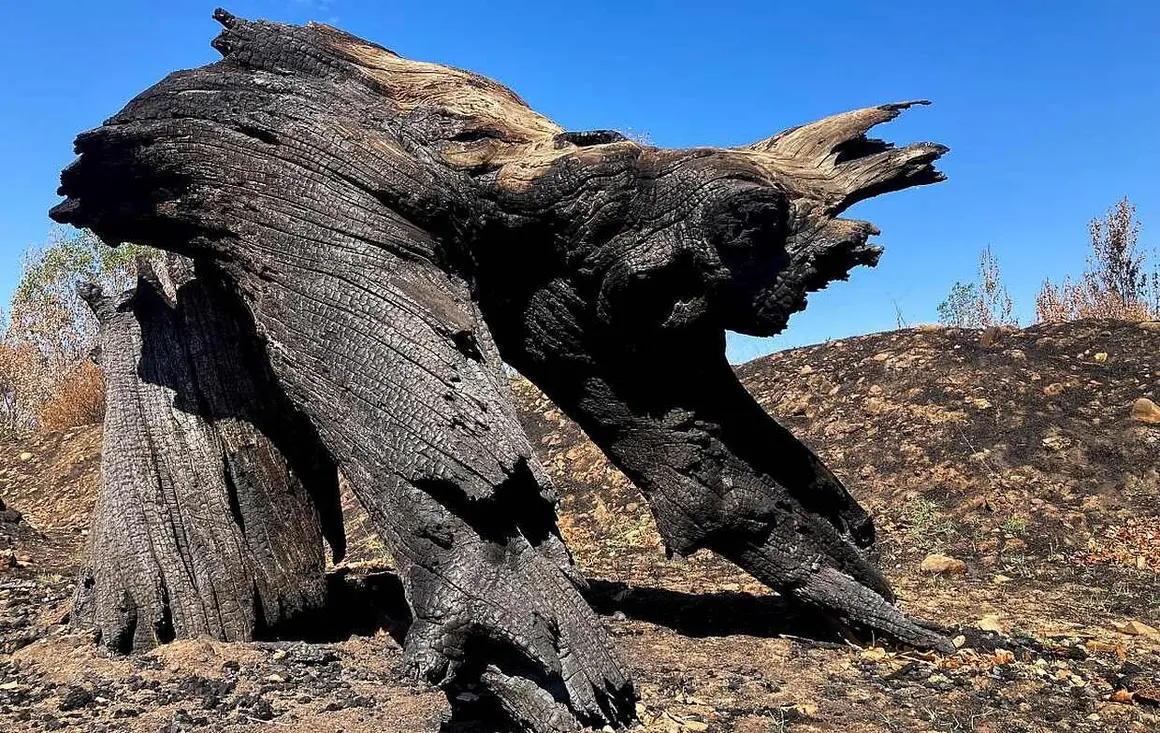 &lsquo;Pareidolia Devastaci&oacute;n&rsquo;, imagen de Isabel Turrado Almanza, ganadora en la categor&iacute;a 'Despu&eacute;s'.