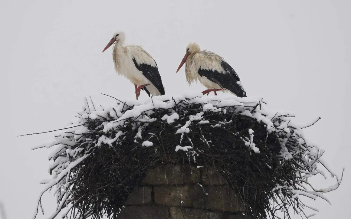 Temporal de nieve en El Bierzo. fotos: C&eacute;sar S&aacute;nchez