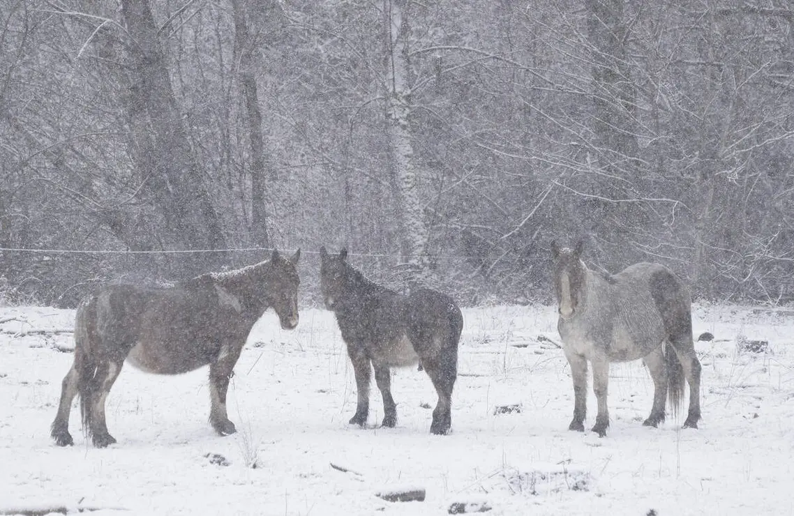 Temporal de nieve en El Bierzo