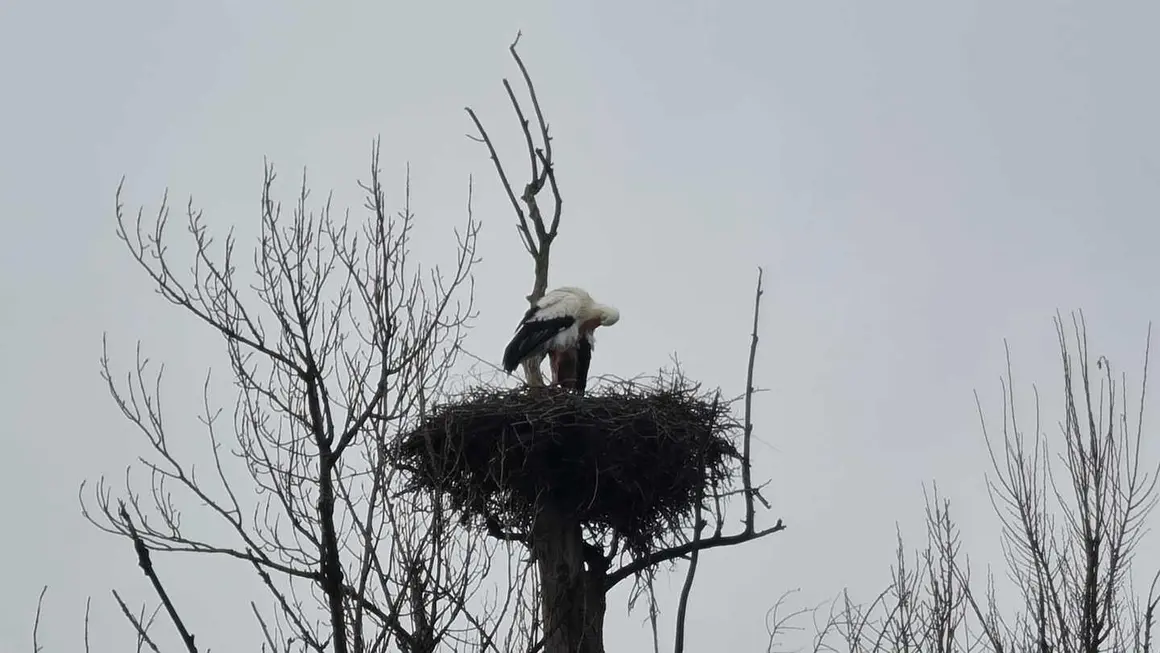 Cig&uuml;e&ntilde;a (3)