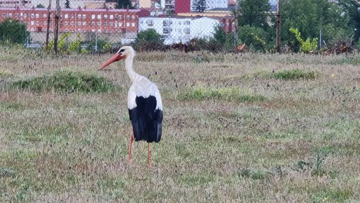 Cig&uuml;e&ntilde;a (4)