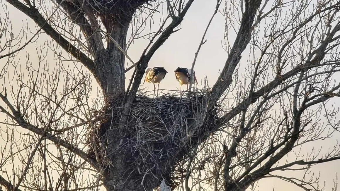 Cig&uuml;e&ntilde;a (5)