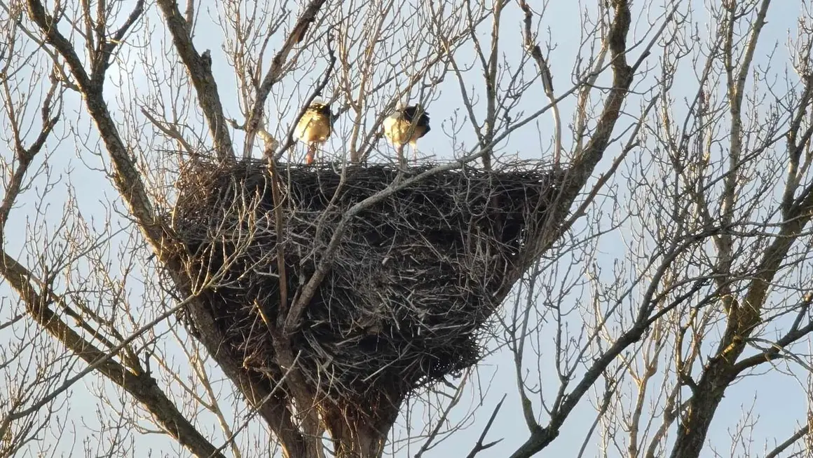 Cig&uuml;e&ntilde;a (6)