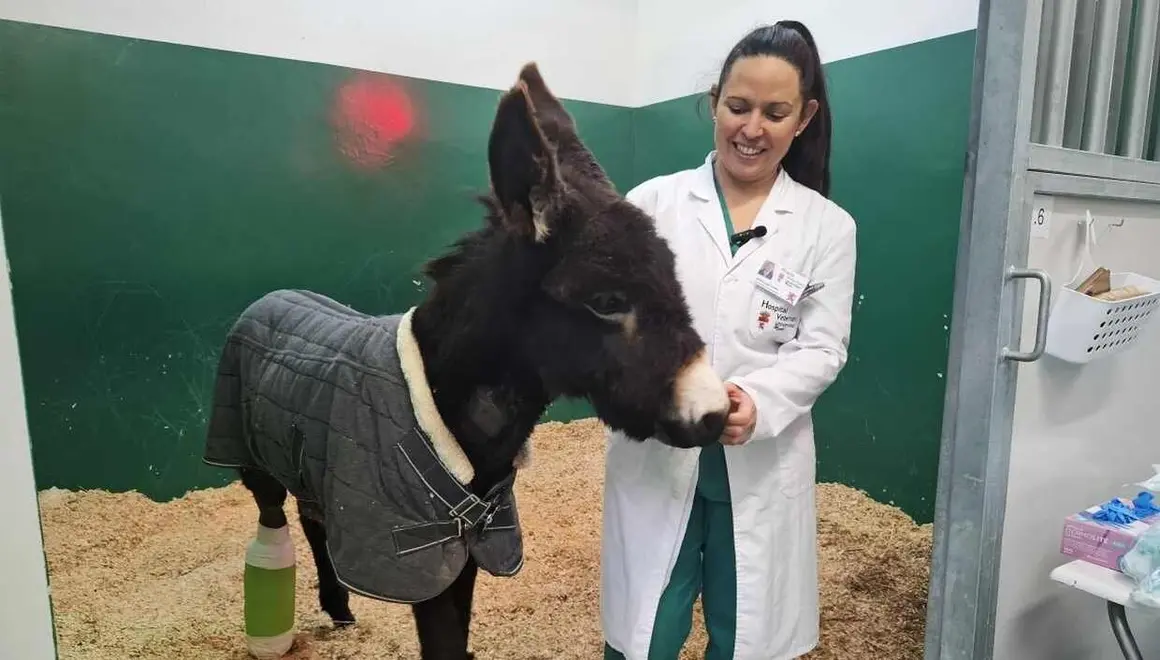 intervencionpablete_equipohospitalveterinarioule_1_0