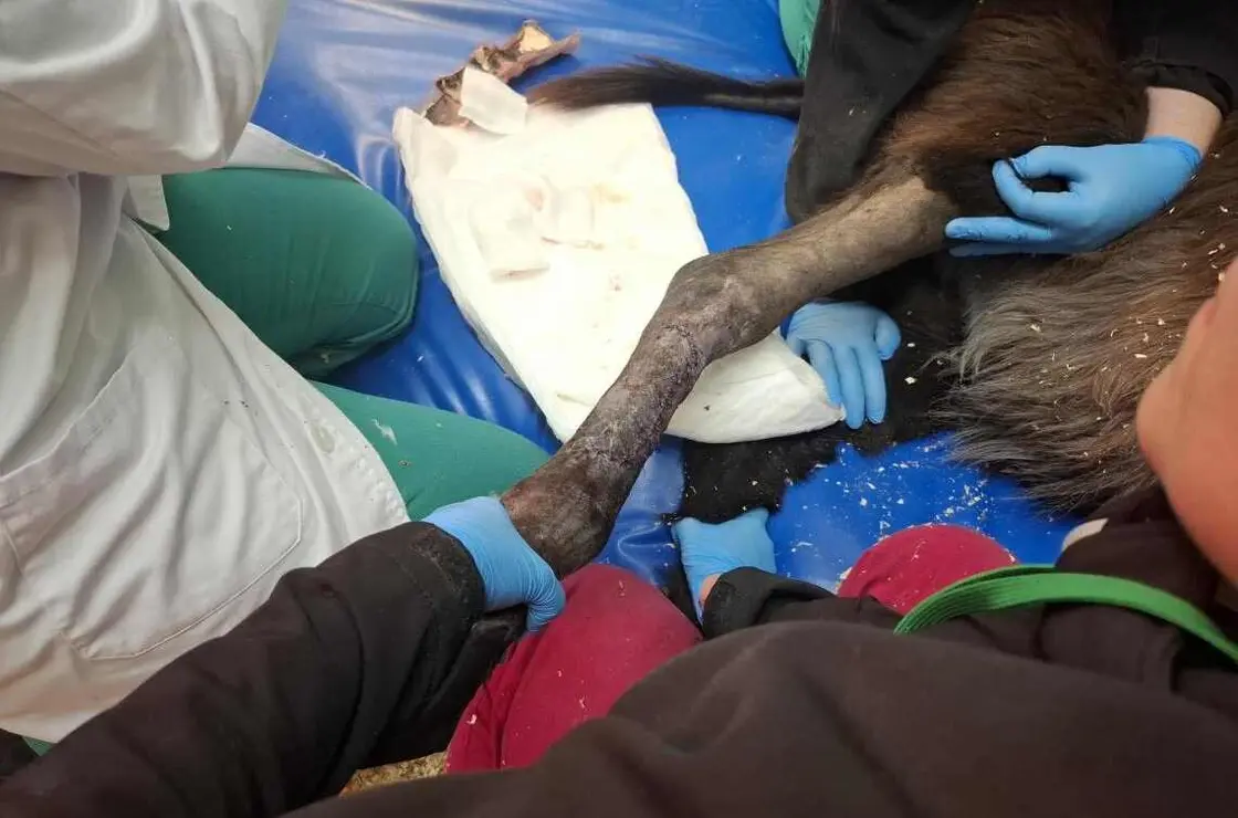 intervencionpablete_equipohospitalveterinarioule_5