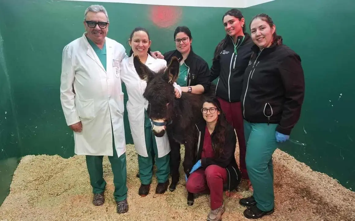 intervencionpablete_equipohospitalveterinarioule_12
