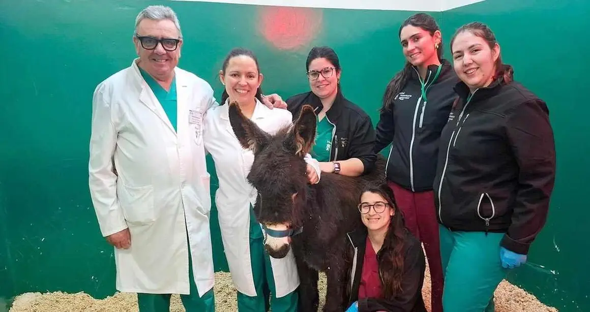 El burrito 'Pablete', un ejemplar enano de apenas ocho meses de edad y unos 80 kilos de peso, ha logrado salir adelante gracias a una operaci&oacute;n poco habitual realizada en el Hospital Veterinario de la Universidad de Le&oacute;n.