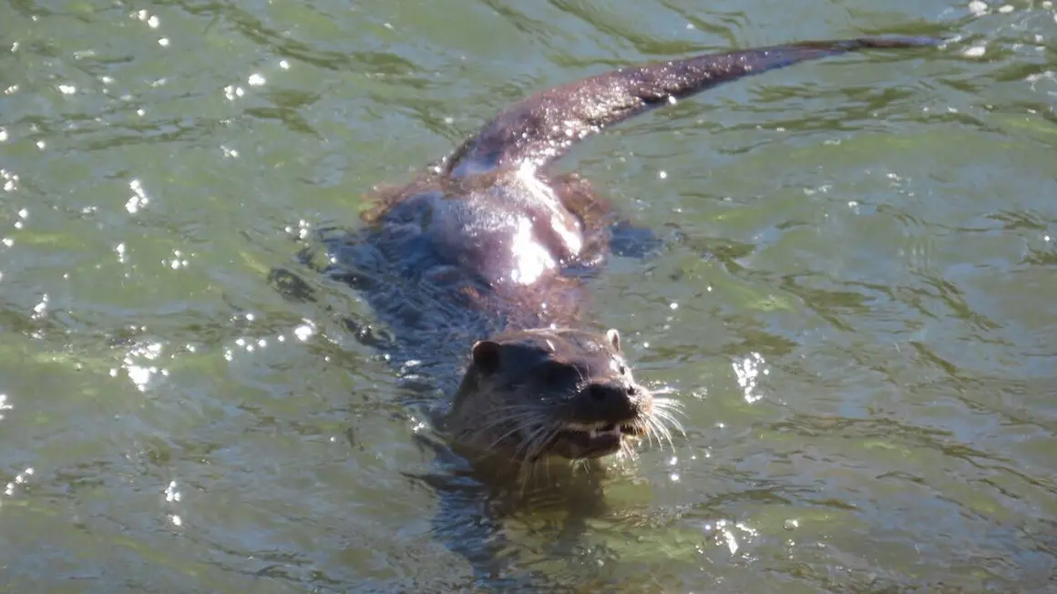 Nutria Bernesga (5)