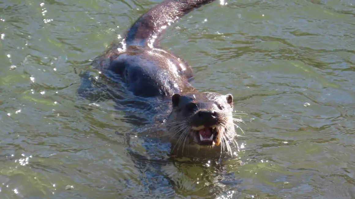 Nutria Bernesga (6)