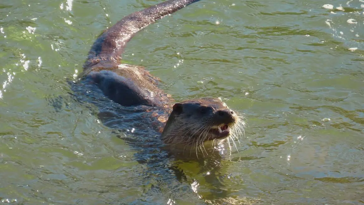 Nutria Bernesga (10)