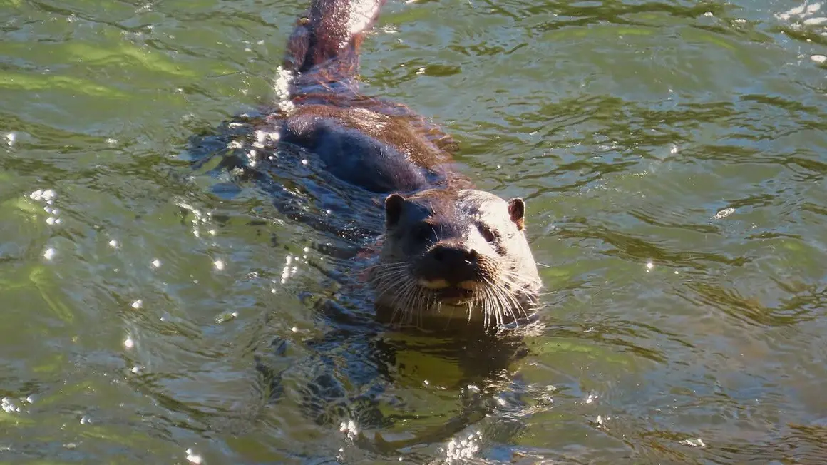 Nutria Bernesga (15)