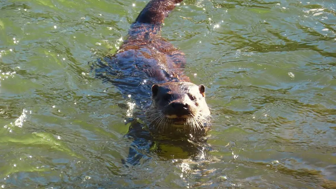 Nutria Bernesga (16)
