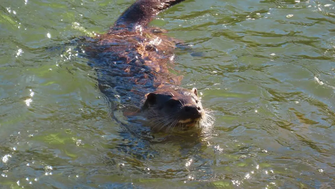 Nutria Bernesga (17)
