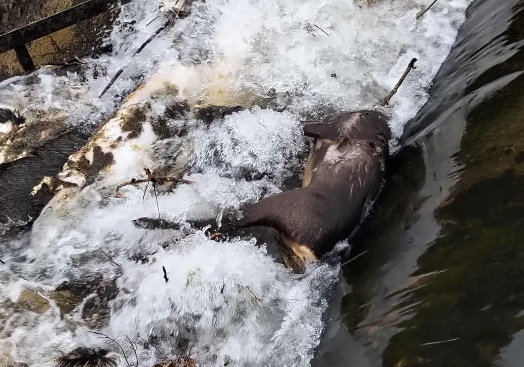 animales muertos Canal de Arriola 8-4-26