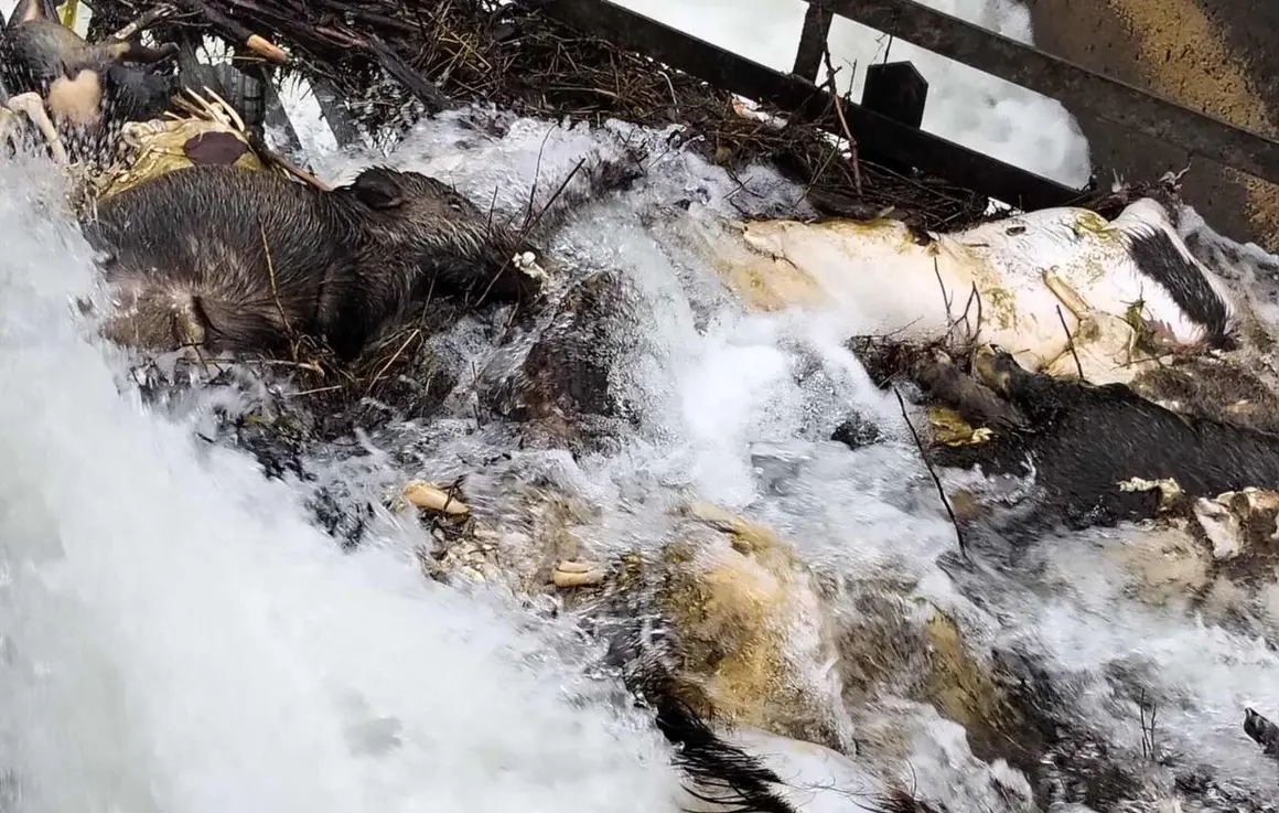 El Partido Animalista Con el Medio Ambiente (Pacma) y la Asociaci&oacute;n Protectora de Animales Sacrificio Cero Le&oacute;n han presentado una denuncia formal tras localizar &ldquo;aproximadamente 15 cad&aacute;veres de animales&rdquo; en el canal de Arriola, a la altura de Paradilla de la Sobarriba, en el municipio de Le&oacute;n.