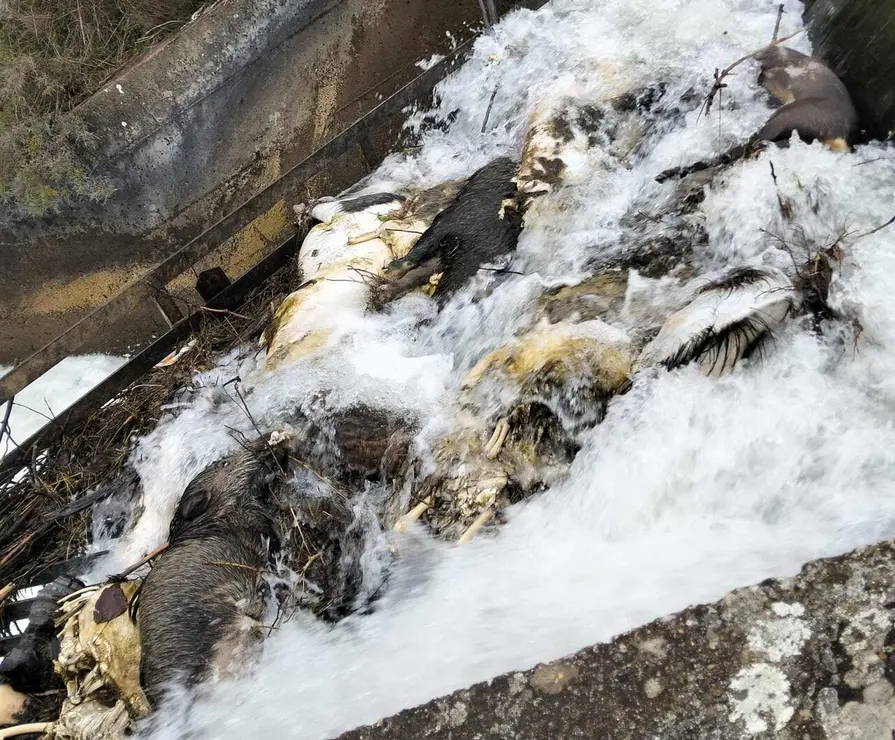 Canal de Arriola 2 8-4-26