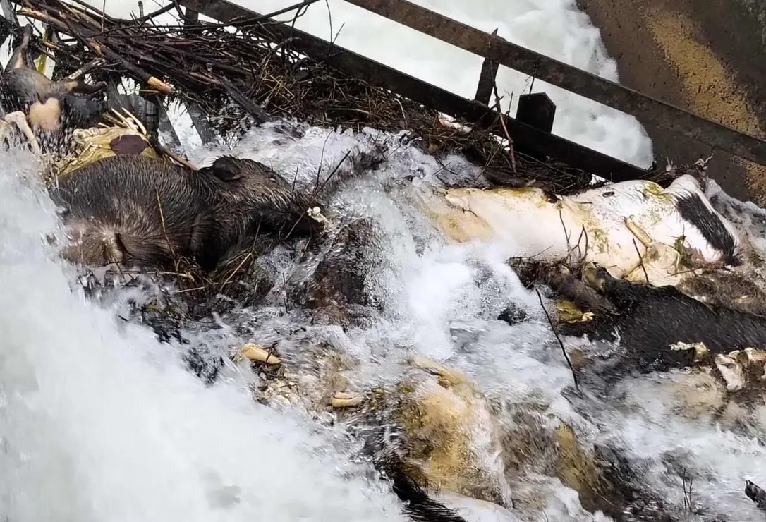 Paradilla de la Sobarriba 8-4-26