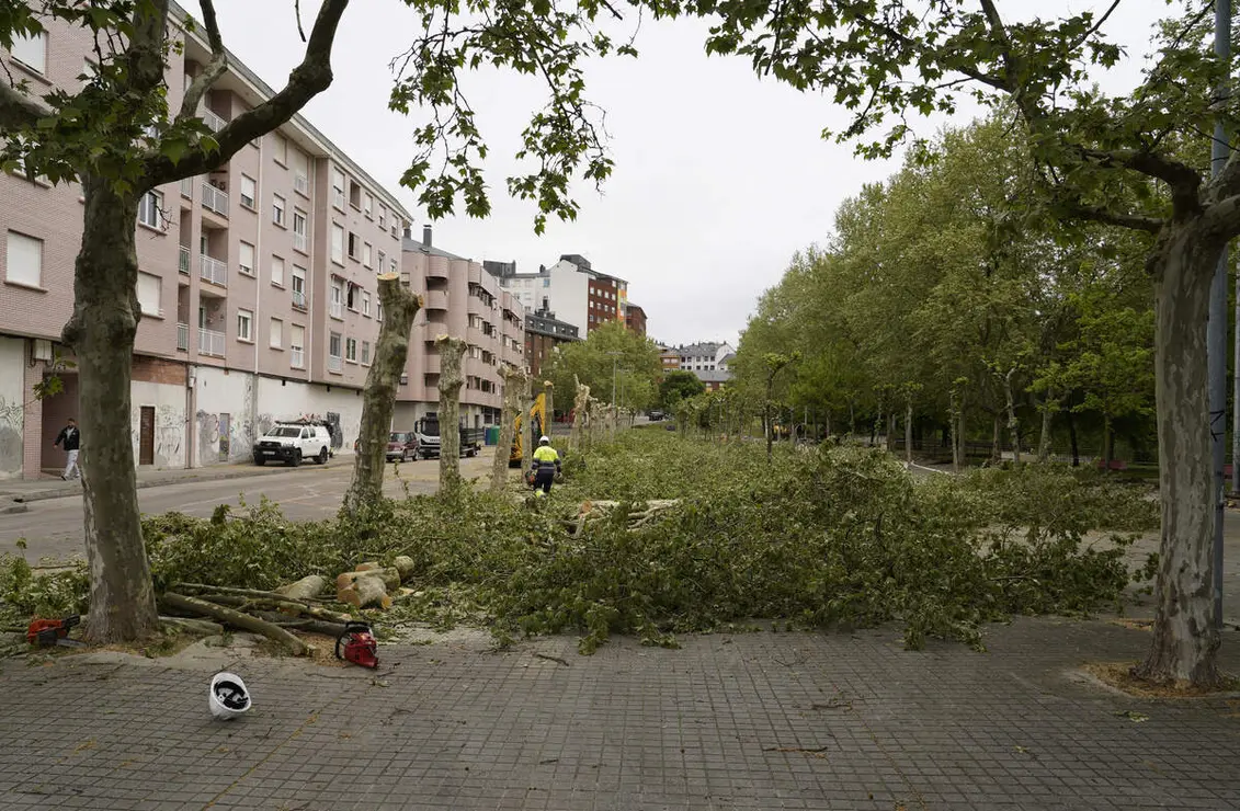 Tala de &aacute;rboles en los jardines del Sil de Ponferrada