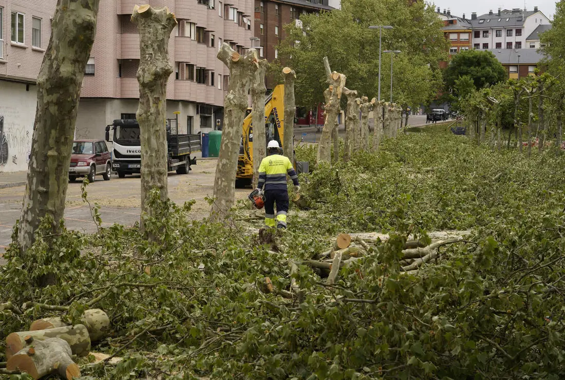 Tala de &aacute;rboles en los jardines del Sil de Ponferrada