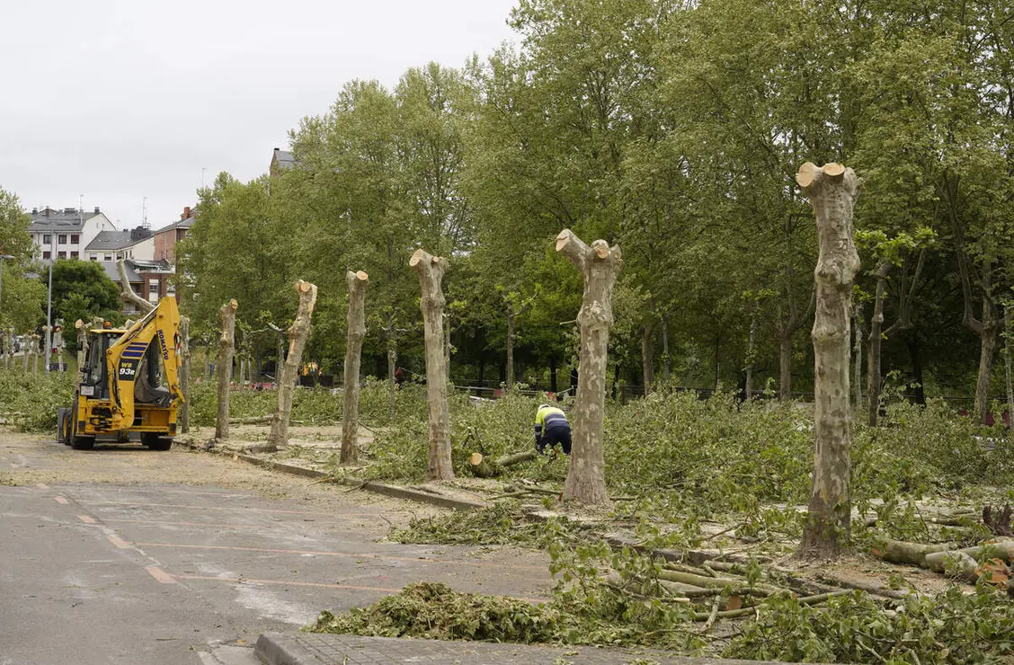 Tala de &aacute;rboles en los jardines del Sil de Ponferrada
