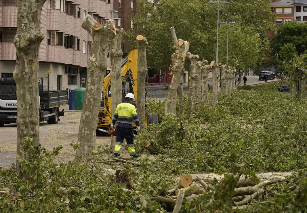 Tala de &aacute;rboles en los jardines del Sil de Ponferrada