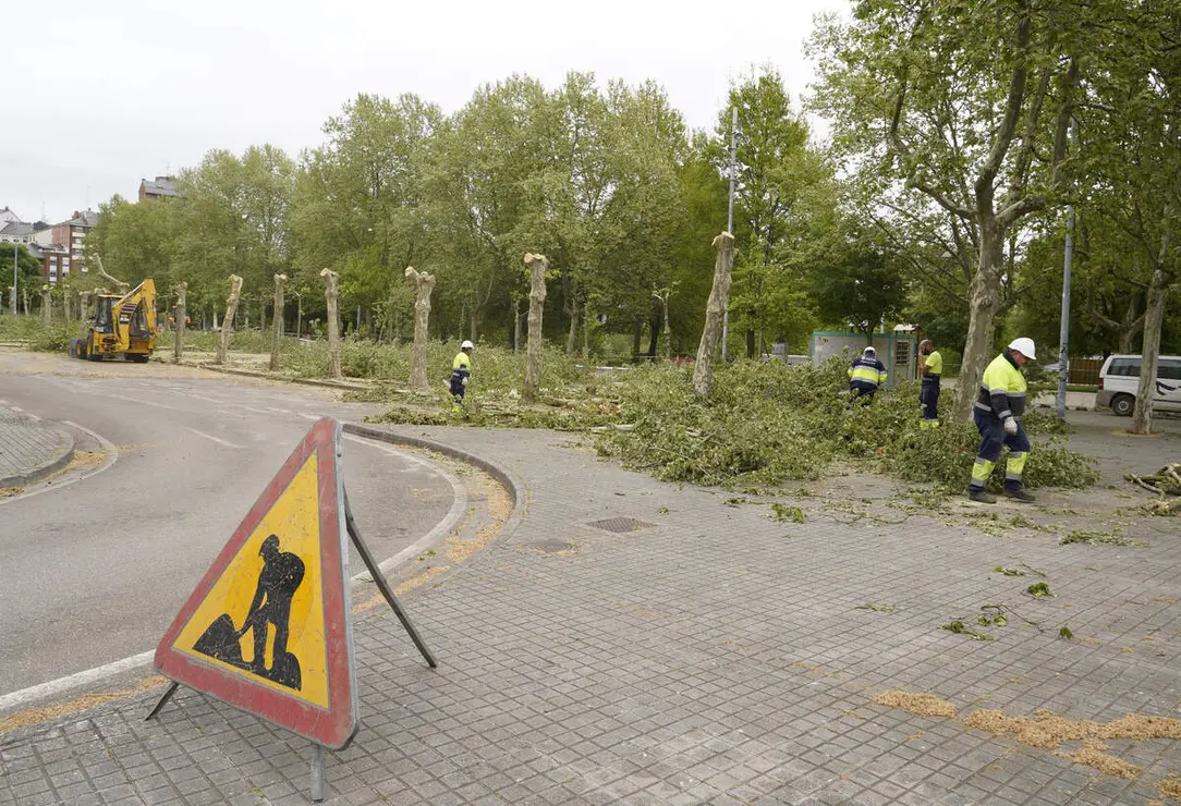 Tala de &aacute;rboles en los jardines del Sil de Ponferrada