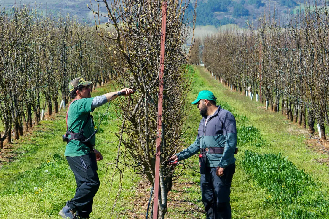 Poda especializada de frutales en el Bierzo