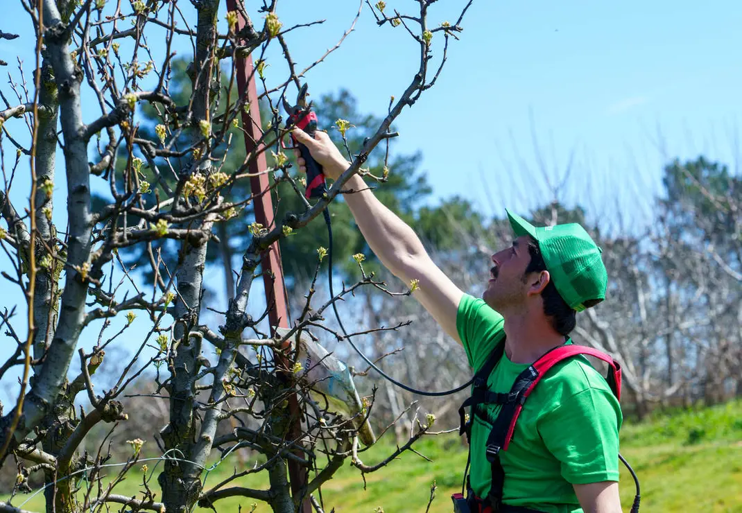 Poda especializada de frutales en el Bierzo
