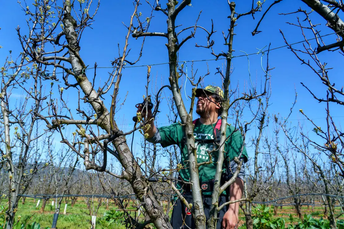 Poda especializada de frutales en el Bierzo