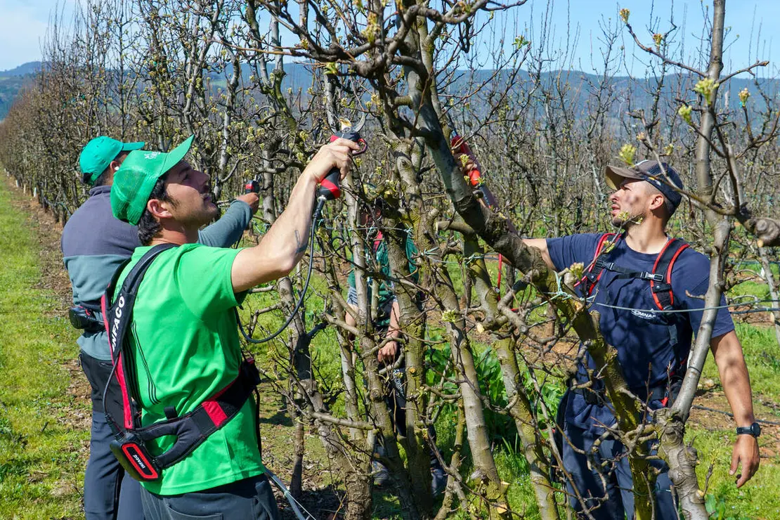Poda especializada de frutales en el Bierzo